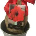 Rustic Tin Red Lion Amaryllis Holiday Gift Growing Kit, Deluxe Edition. Includes a Rustic Silver Pot, 1 Large Bulb, a Burlap Gift Bag and Professional Growing Medium