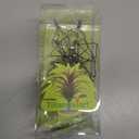 10 Pack Vertical Air Plant Holder (Suction Cup, Stainless Steel Tillandsia Air Plant Planter) A Unique Set of Air Plant Containers for Creating Tillandsia Art Display on Window. - Large