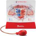 Learning Resources Pumping Heart Model  Science Classroom Must Haves, STEM Student Essentials, Practice Anatomy, Cardiology Artery and Veins Study Tools, Back to School Supplies for Teachers