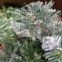 9 Feet Pre-Lit Christmas Garland, Mixed Pine Decorated with Frosted Berries, Pinecones, 50 LED with Timer, Battery Operated, for Mantle Staircase Indoor and Outdoor (Green White)