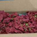 Auihiay 46Pcs Burgundy Hydrangea Artificial Flowers Silk Hydrangeas
Artificial Hydrangea Flowers with Stems for DIY Wedding Centerpiece, Garden, Home, Party, Baby Shower Decor