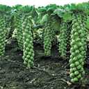 Seeds Brussels Sprouts Long Island/Green Cabbage/Non GMO/Heirloom