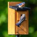 Natures Way Cedar Bluebird & Cavity Nesting House, Predator Guard, Ventilated Design & Easy Access Clean-Out Panel, Natural Wood