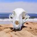 1PCS Taxidermy Real Bone Cat Skull, Animal Bones Real for Craft, Skull Decoration for Home, Specimen Collectibles Study