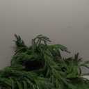 9FT Christmas Garland Norfolk Pine Garland Real Touch Artificial Greenery Garland for Mantle Fireplace Table Indoor Outdoor Holiday Decortions (Dark Green)