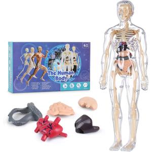 Human Body Model for Kids, Fully Transparent Body, 29 Piece Anatomy Figure 3D Anatomy Kit  Removable Organs, Bones STEM Toy for Ages 6+