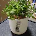 Boxwood Plant - Threshold