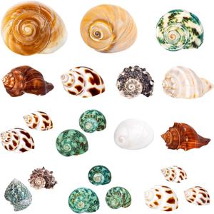 21PCS Hermit Crab Shells | Assorted Natural Sea Conch Size 1.3"-3.2" | Growth Turbo for Small to Medium and Large Crabs, Saltwater Hermit Crab Supplies and Sea Shell for Beach Decor