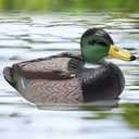 Galashield Duck Decoys for Hunting | Floating Duck Decoy for Pool, Pond & Lake