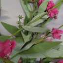 26" Spring Wreaths for Front Door Artificial Floral Wreath with Wildflowers Portulaca CHEAWRTZ Summer Easter Decorations for Indoor Outdoor Window Wall Farmhouse Porch Home Decor Cherry Blossom Pink