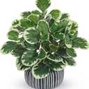 13" Artificial Plants Indoor Small Fake Plant in Ceramic Pot, Silk Plants for Home Decor Indoor, Faux Peperomia Potted Plant for Shelves, Desks, Home, Room, Office, Bedroom, Entryway, Tabletop Decor