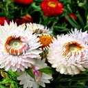 3 x 250+ Seeds Strawflower Giant Mix - Flower Multicolor