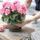 2 Pcs Artificial Flowers Geranium Bush Artificial Flowers Begonia Pink Silk Geranium Flowers for Outdoors Artificial Geraniums Bundles for Planter Indoor Garden Home Decoration Wedding