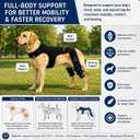 Dog Rear Knee Brace, Hind Leg Support for Canine ACL Injury Recovery, Prevention from Injury, Adjustable, Easy to Use and Joint Stability (Black, M)