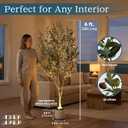 6ft Lifelike Artificial Olive Tree with Light, White Pot, Moss & LED