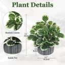 13" Artificial Plants Indoor Small Fake Plant in Ceramic Pot, Silk Plants for Home Decor Indoor, Faux Peperomia Potted Plant for Shelves, Desks, Home, Room, Office, Bedroom, Entryway, Tabletop Decor