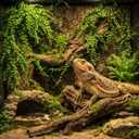 HERCOCCI 5 Pack Reptile Plants, Terrarium Hanging Plants Vines Artificial Leaves Habitat Decorations with Suction Cup for Bearded Dragon Hermit Crab Lizard Snake Geckos Chameleon