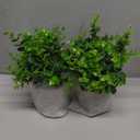 Velener 2 Pcs Small Fake Plants Eucalyptus, Artificial Plants Indoor for Shelf, Potted Eucalyptus Plants for Home/Bathroom/Pottery Barn/Desk/Farmhouse/Coffee Table Decor (Sage Green)