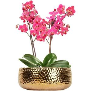 9.8'' Phalaenopsis Orchid Pots with Drainage HolesHammered Decorative Flower Pot for Home, Office, Weddings & Party Dcor