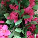 Artificial Bougainvillea Tree -5FT Faux Bougainvillea Tree with Realistic Flowers, Tall Fake Flower Tree for Indoor or Outdoor Decor, Silk Floral Plant for Living Room, Porch, Garden (Pink)