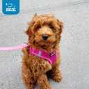 Best Pet Supplies Voyager Step-in Air Harness - All Weather Mesh, Reflective, No Pull Harness for Dogs, Cats - Secure with Hook & Loop Fastener, Buckle, Double D-Rings - Fuchsia, M