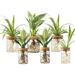 Plant Propagation Station,Hydroponic Glass Container Vase 2 Sizes Planter Propagated Jars for Desks, Houses, Garden Decorations,Home Kitchen Decorations and Gifts cu.20.5 (6pcs)