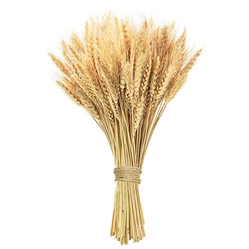 Phliofd 17.7 inches Dried Wheat Stalks, 100 Stems Dried Flowers 100% Natural Wheat for Home Kitchen Office Flowers Arrangement Wedding Table Christmas Farmhouse Boho Party Fall Décor