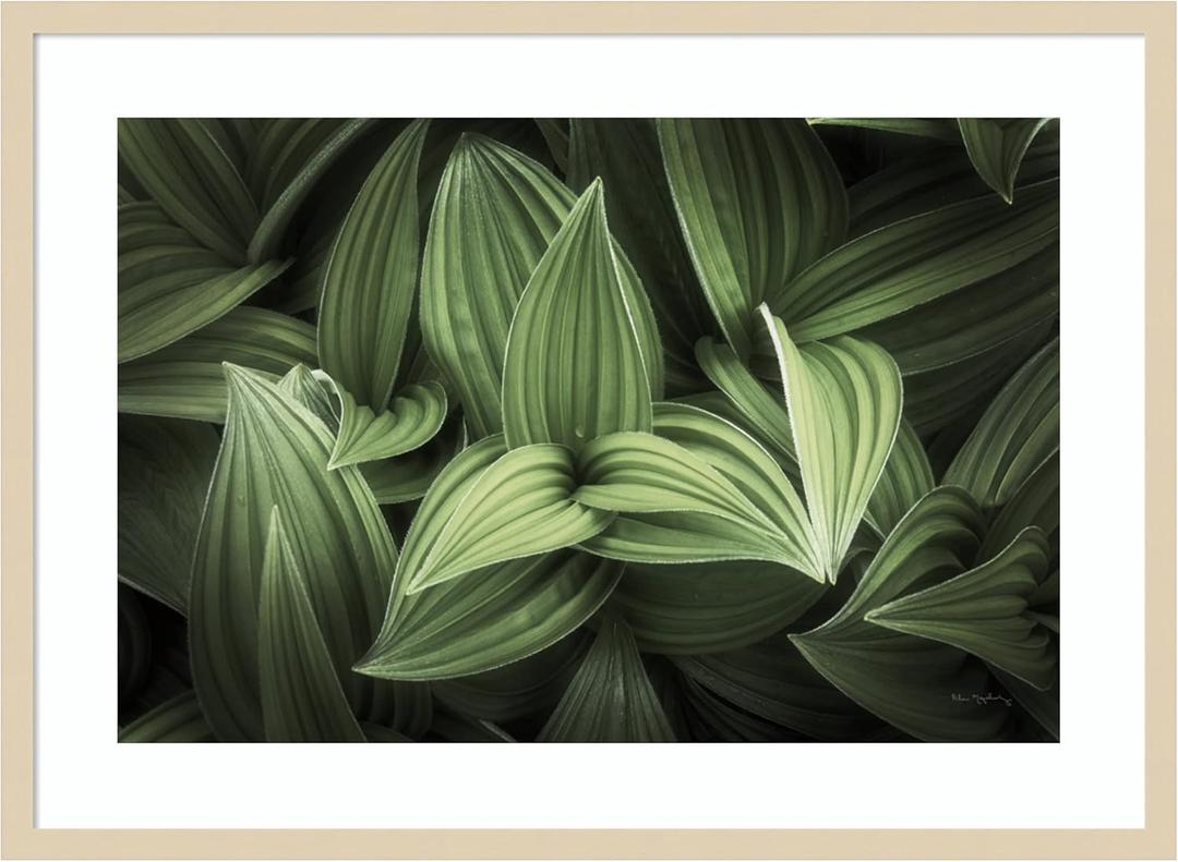  Art Framed Wall Art Print 24x33 Corn Lily I by Alan Majchrowicz, Flowers Wall Art, Modern Contemporary Decor, Large Poster Painting Artwork for Living Room, Bedroom, Bathroom, Kitchen, Office (24L" x 33W", Svelte Natural)