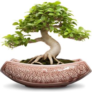 Large Bonsai Pots - 18 Inch Ceramic Succulent Pots with Drainage Hole, Bonsai Planter for Indoor Outdoor Plants, Ceramic Flower Pot, Decorative Plant Pot, Home Decor, Birthday Gifts, Red-Brown