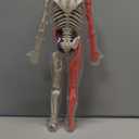 CHMYWJ Glow-in-the-Dark Human Body Anatomy Model Science Skeleton Kits Model for Kids Contains 40 Skeleton Toy with Removable Bones and Organs STEM Educational Toys for Kids, Festival and Birthday Gifts