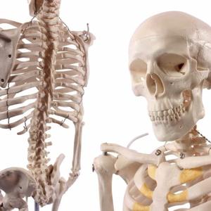 Wellden Product Anatomical Human Skeleton Model, 1/2 Life Size, 85cm/33.5" Wellden Product Anatomical Human Skeleton Model, 1/2 Life Size, 85cm/33.5"