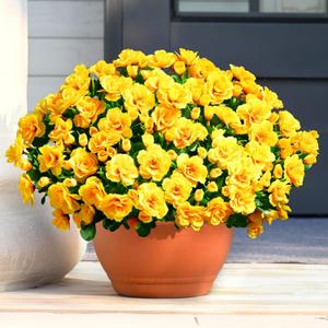 Waipfaru 4 Large Bundles Artificial Fake Flowers Plants for Fall Outdoor Outside Decor, Faux Silk Yellow Camellia UV Resistant Realistic for Planter Front Door Porch Patio Balcony Decoration