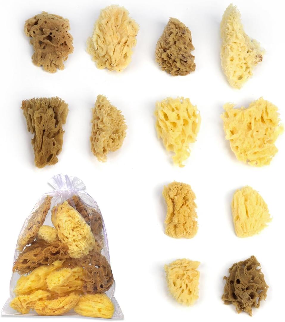 12Pack Natural Sea Sponges for Painting100% Natural & Kid- Friendly| Acrylic Watercolor, Marbling, Texturing, Pottery, Ceramics