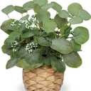 DILATATA Artificial Eucalyptus Stems in Woven Basket Planter, 12" Fake Plant Eucalyptus Leaves with Green Seeds Faux Potted Plant Greenery for Table Centerpiece Office Indoor Home Decor