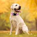 Maca Bates Designer Flower Pink Cute Dog Collar Spring Collars for Girl Female para Perros Chihuahua Pitbull Birthday Gift for Small Medium Large Puppy