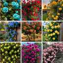 10 x Climbing Rose Seeds for Planting - 300+ Mix Climbing Rose Rosa Bush Vine Climbing Flowers Seeds