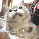 6 x Dog Costume,Handmade Girl Pearl Dog Necklace with Adjustable Clasp,Cute Small Collars for Birthday,Personalized Cat Costumes for Wedding Holiday Outgoing