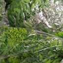 RECUTMS 3 Pcs Artificial Fake Hanging Ferns Plants Vine Ivy Outdoor UV Resistant Plastic Faux Plant for Outside Decoration (Green)