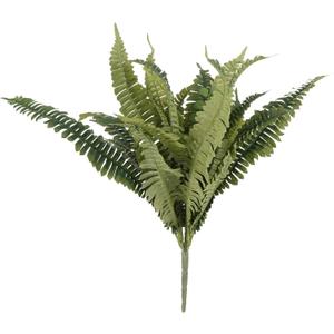 Ashland Boston Fern Bush Fern Collection