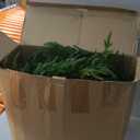 Jutom 2 Pcs 15 Feet Christmas Norfolk Pine Garland Realistic Artificial Faux Greenery Cedar Garland for Mantle Holiday Indoor Outdoor Fireplace Winter Christmas Decorations