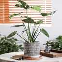 8 Inch Plant Pot: Ceramic Planter with Drainage Hole & Saucer - Cylinder Flowerpot for Indoor & Outdoor Plants - with Separate Tray for Home & Office - Striped Design