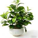 Artificial Peperomia Plant 16.5 Tall Lifelike Faux Greenery in 6 White Ribbed Ceramic Pot Realistic Indoor Fake Branches for Home Office Desk Shelf Bathroom Bedroom Farmhouse Decor