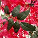 Set of 4-5.9Ft Long Artificial Bougainvillea Flowers Garland Silk Climbing Bougainvillea Vines for Wedding Arch Wall Backdrop Table Runner (Fuchsia - Pack of 4)