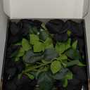 Waipfaru Halloween Flowers, Fake Black Roses Artificial Flowers, Artificial Roses with Long Stems, Faux Silk Roses for Wedding Bouquet Table Centerpieces Indoor Outdoor Decor (10 Pcs, Black)