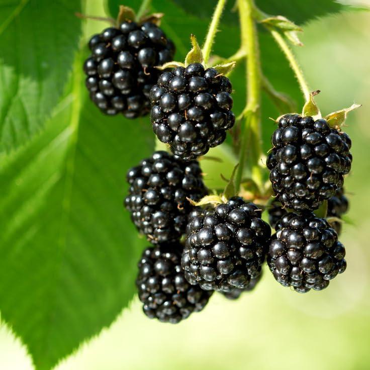 Black Raspberry Seeds for Planting Outdoor, 200pcs Organic BlackBerry Seed Non-GMO Heirloom Sweet Edible Fruit, Sweet Juicy Fruits Plants in Your Home Garden
