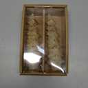 Creative Co-Op Unscented Textured Tree Shaped Taper Candles with Gold Tips in Box, Eggnog Color, Set of 2 (5")