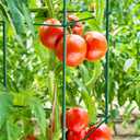 Thealyn Tomato Cages 6 Packs 57 Inches (H) Plant Stand with 164 Feet Twist Ties, Heavy Duty Garden Plants Support for Tomatoes, Cucumber, and Other Climbing Plants (Green), 57" H x 12" W