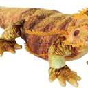 Wild Republic Living Earth Bearded Dragon, Stuffed Animal, 24 inch, Plush Toy, Fill is Spun Recycled Water Bottles