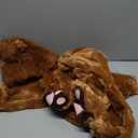 Morph Deluxe Lion Costume Kids, Lion Mane Costume Halloween Costumes For Boys, Girls and Toddlers, Kid Halloween Costumes (4-6 Years)