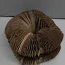 Kitty Kurls Cat Scratcher, Magic Organ Cat Toy Scratching Board with Bell Balls, Reversible Corrugated Cardboard for Pet Claw Care